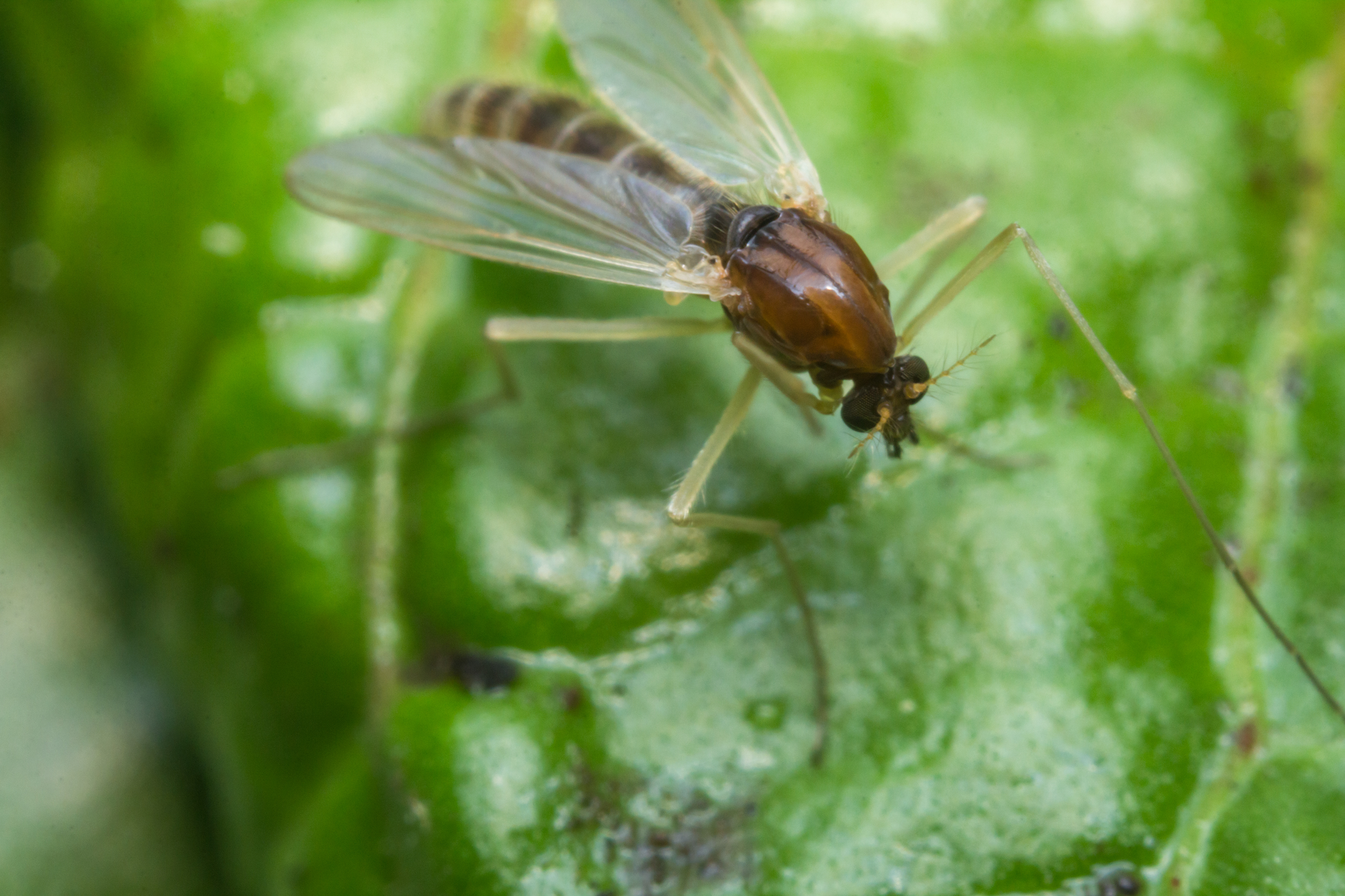 What Is The Meaning Of Gnat In Sinhala