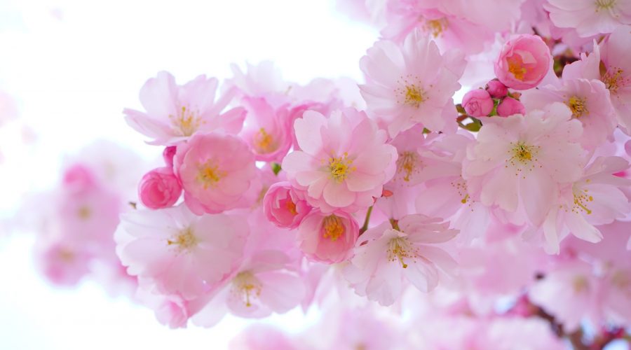 bloom-blossom-cherry-blossom-54630