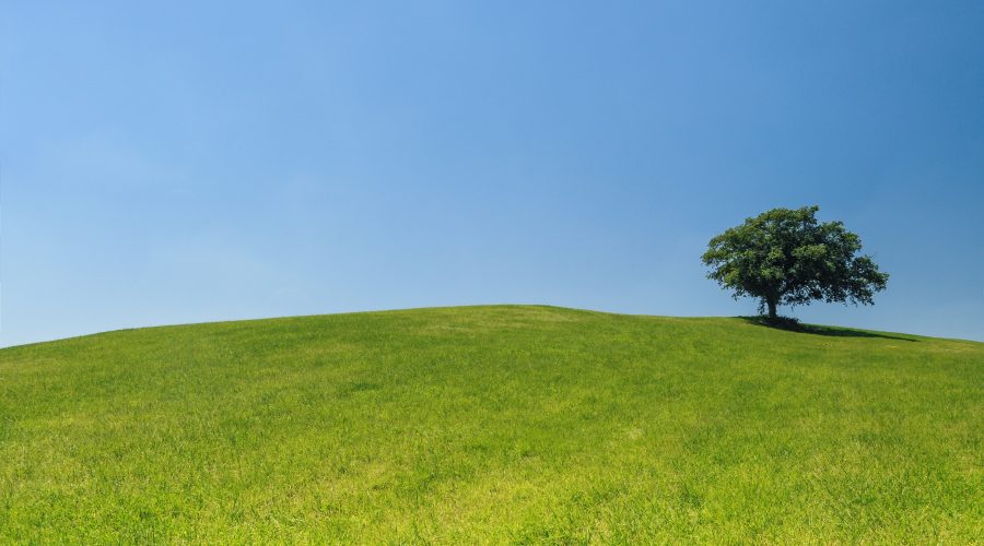 hill-meadow-tree-green